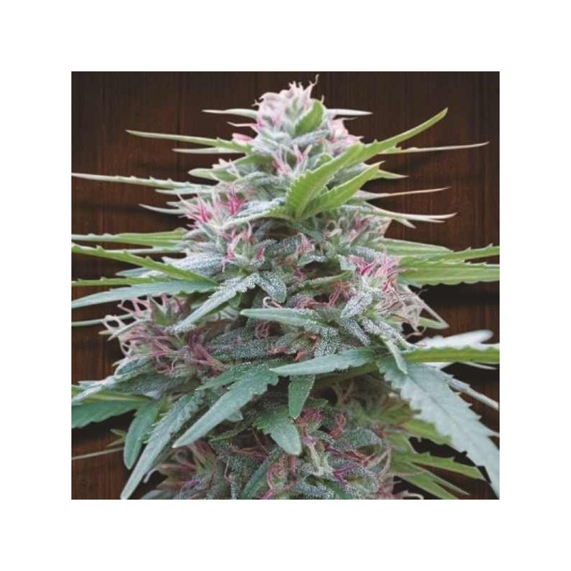 Panama féminisée Ace Seeds Panama féminisée Ace Seeds