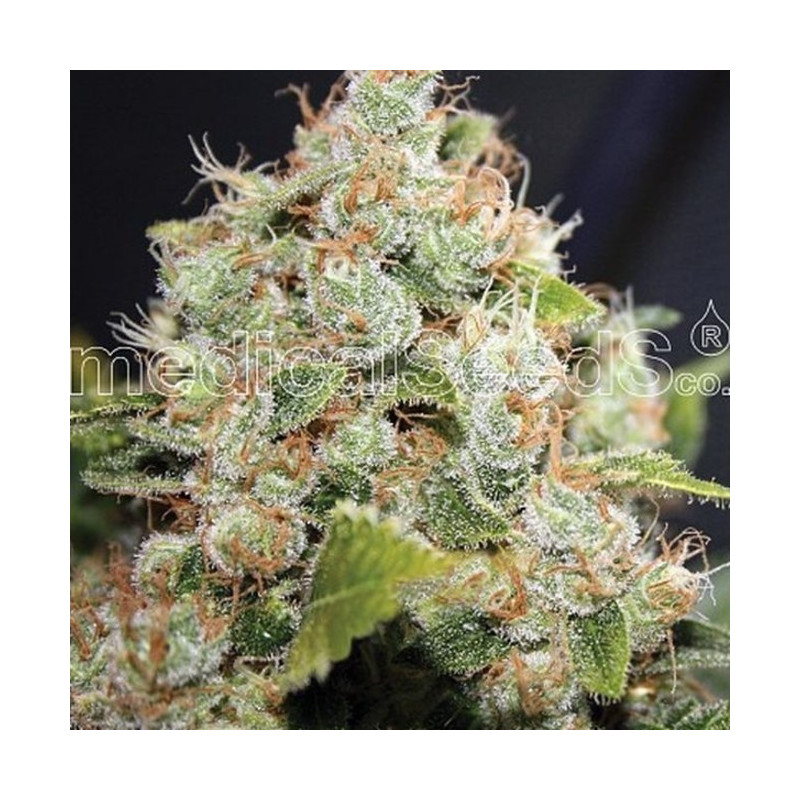 BCN Sour Diesel féminisée - Medical Seeds BCN Sour Diesel féminisée - Medical Seeds