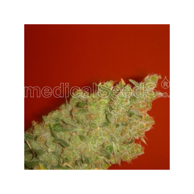 Jack la mota féminisée Medical Seeds Jack la mota féminisée Medical Seeds