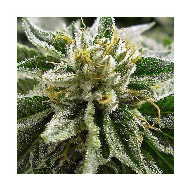 Canadian kush 2.0 Medical Seeds Canadian kush 2.0 Medical Seeds