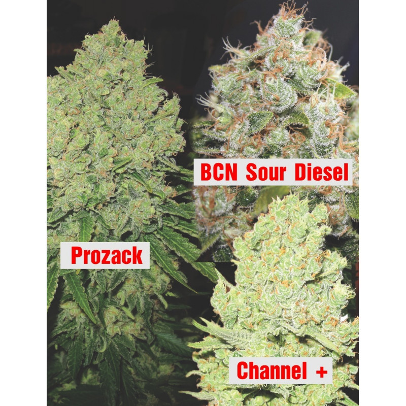 Collection 1 Medical Seeds Collection 1 Medical Seeds