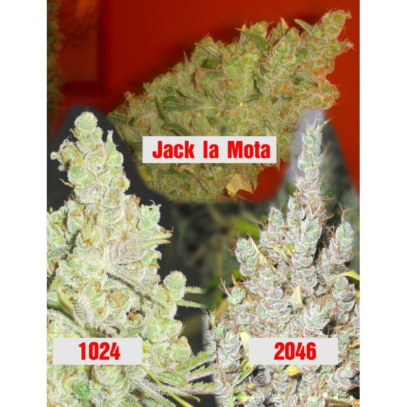 Collection 2 Medical Seeds