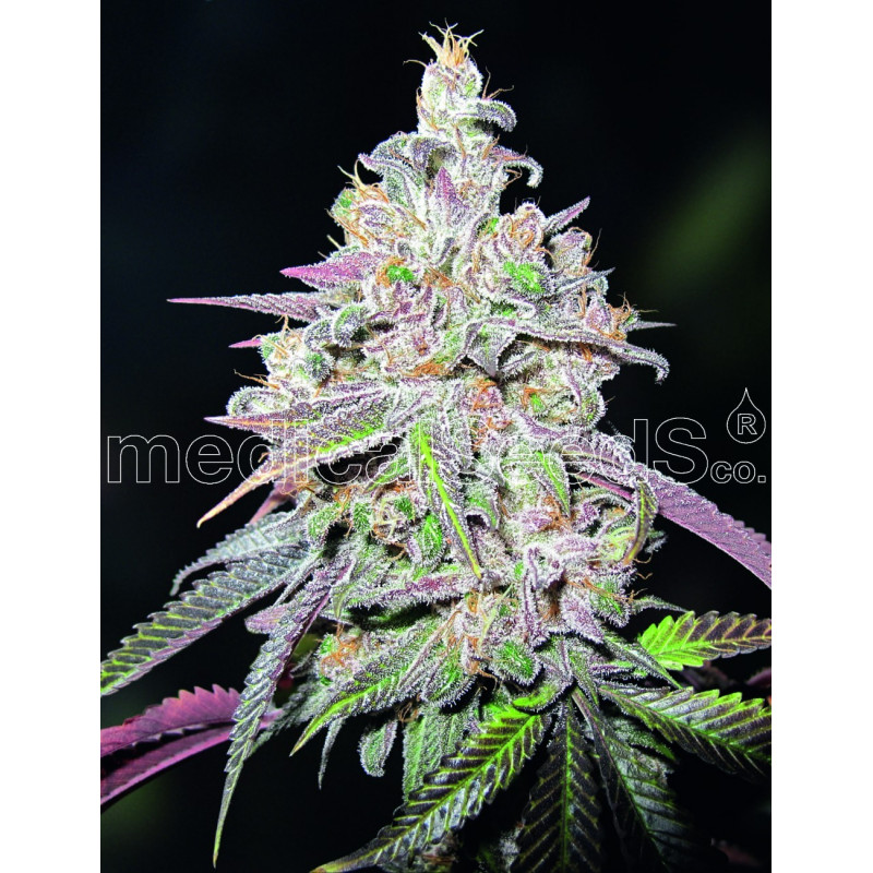 Mendocino chanel kush - Medical Seeds Mendocino chanel kush - Medical Seeds