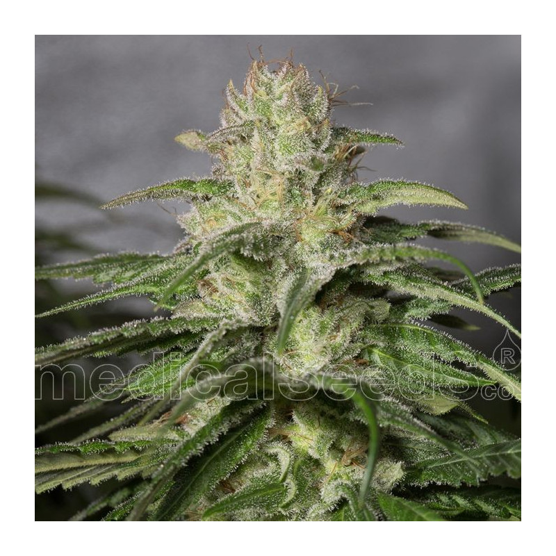 OG kush CBD Medical Seeds OG kush CBD Medical Seeds