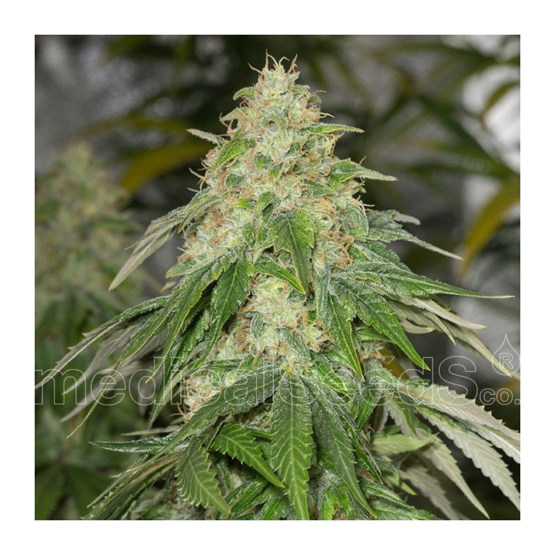 Some sweet Medical Seeds Some sweet Medical Seeds