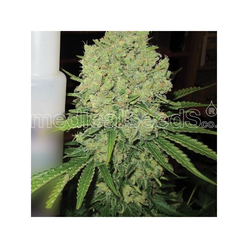 Prozack féminisée Medical Seeds
