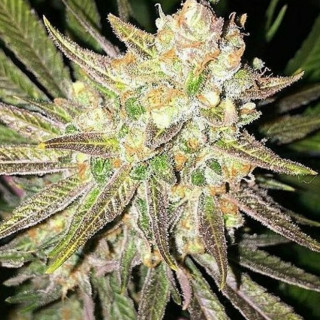 Mothertongue - Regular - Jinxproof Genetics