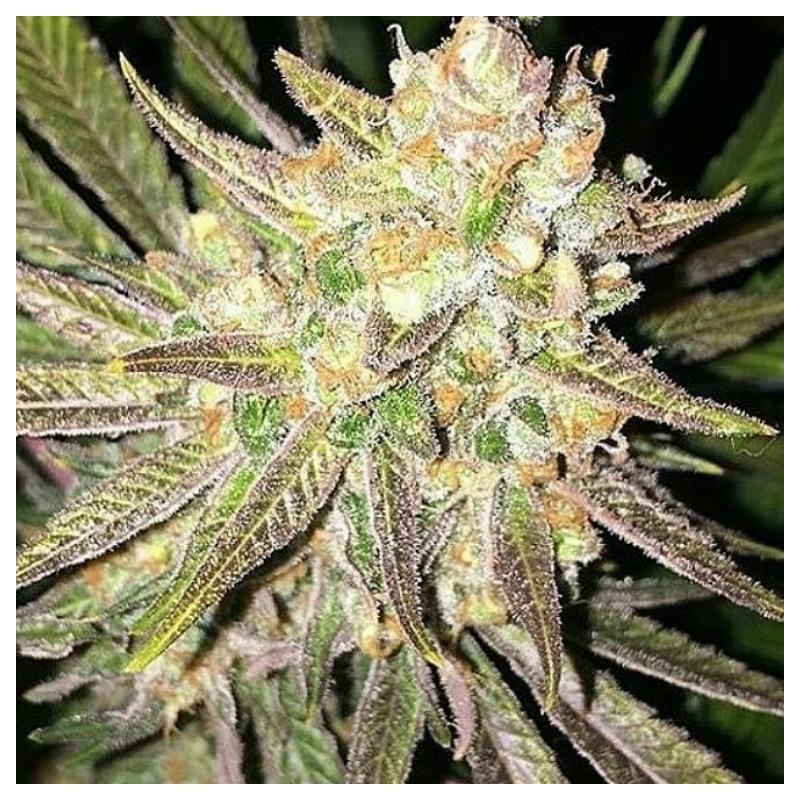 Mothertongue - Jinxproof Genetics Mothertongue - Jinxproof Genetics