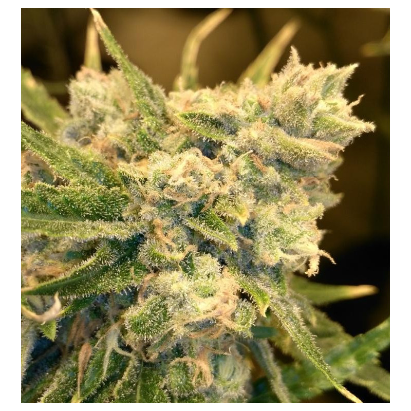 Safety Meeting - Regular - Jinxproof Genetics