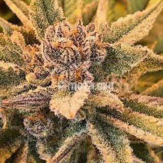 True Love - Regular - Jinxproof Genetics