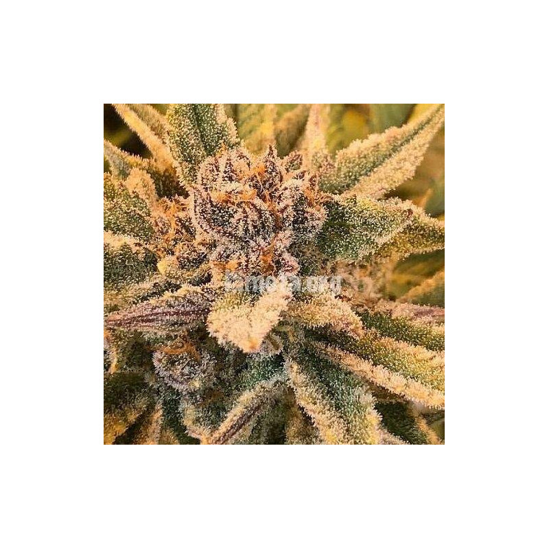 True Love - Regular - Jinxproof Genetics