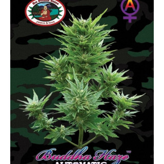 Buddha haze auto - big buddha seeds