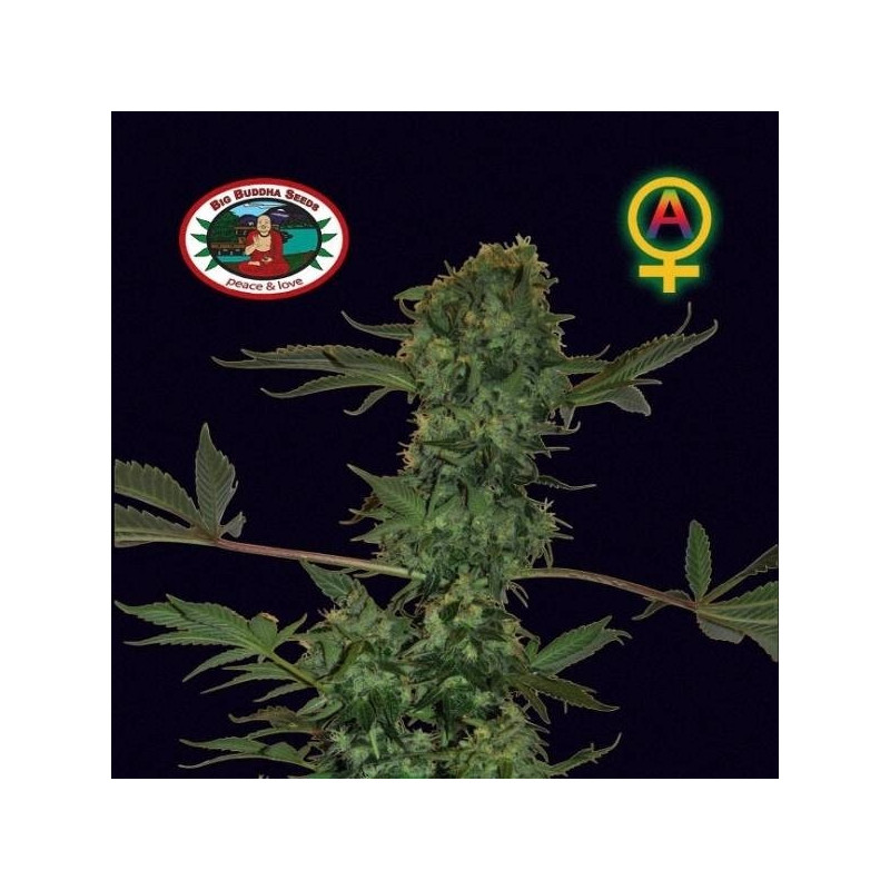 Cheese auto big buddha seeds