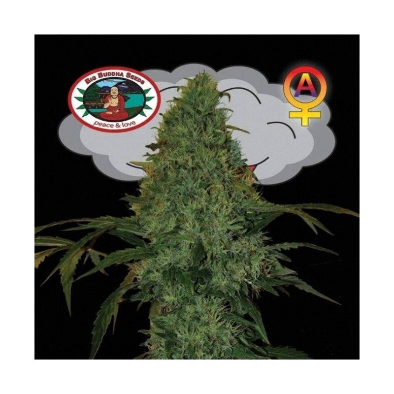 Critical mass auto big buddha seeds