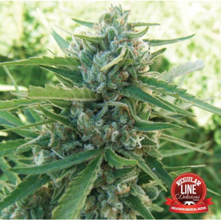 Sugar Black Rose - Régulière - Delicious Seeds