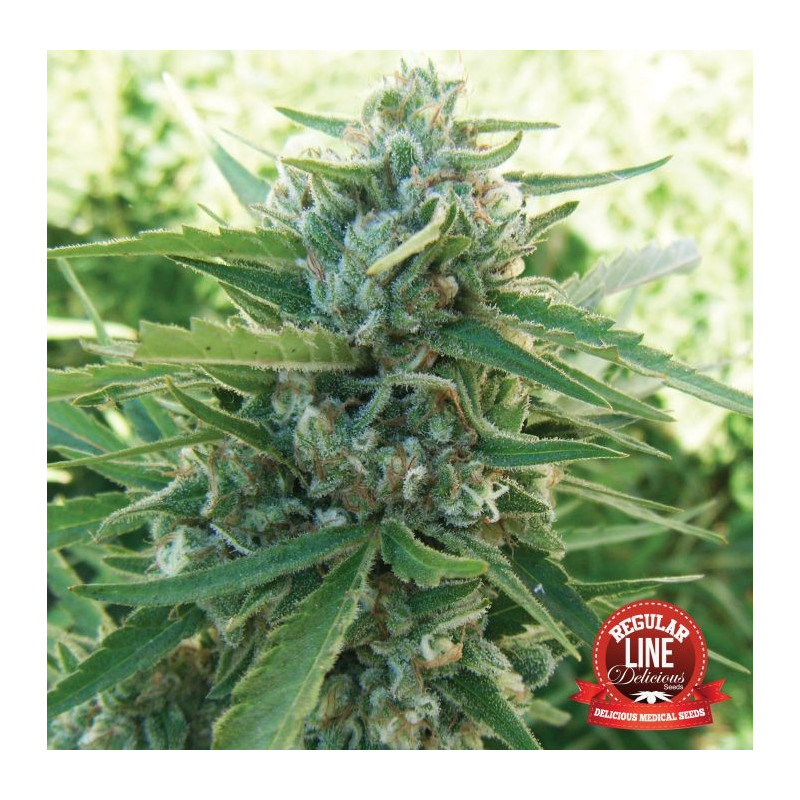 Sugar Black Rose - Régulière - Delicious Seeds
