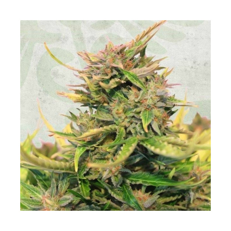 Baby boom auto cbd kannabia Baby boom auto cbd kannabia