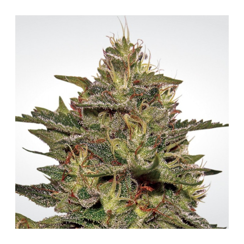 Original cheese paradise seeds féminisée Original cheese paradise seeds féminisée