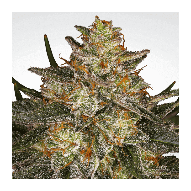 Dutch kush paradise seeds féminisée Dutch kush paradise seeds féminisée