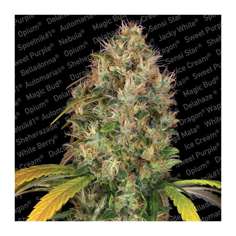 Dutch kush paradise seeds féminisée Dutch kush paradise seeds féminisée