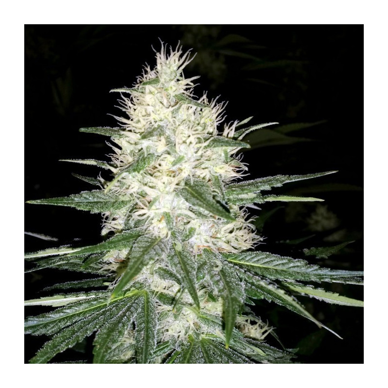 Dutch kush paradise seeds féminisée Dutch kush paradise seeds féminisée