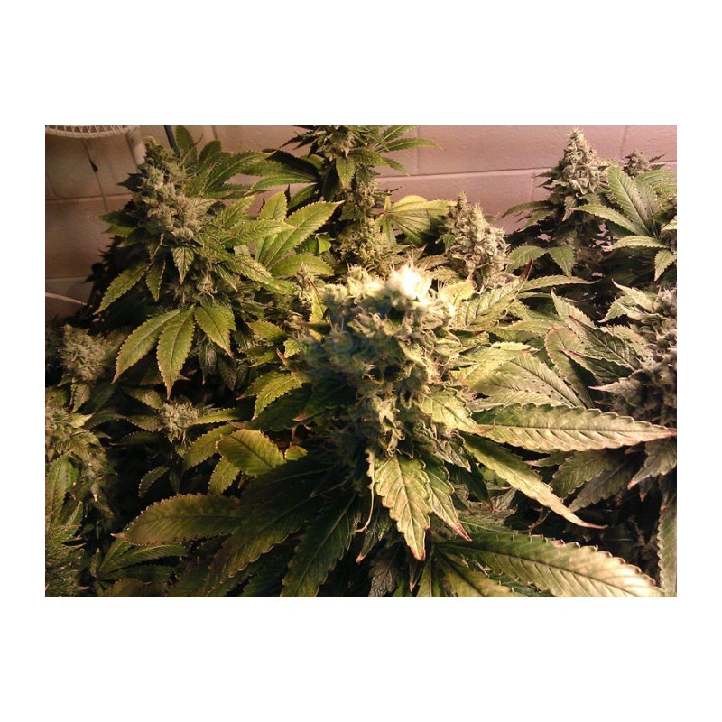 Acid paradise seeds féminisée Acid paradise seeds féminisée