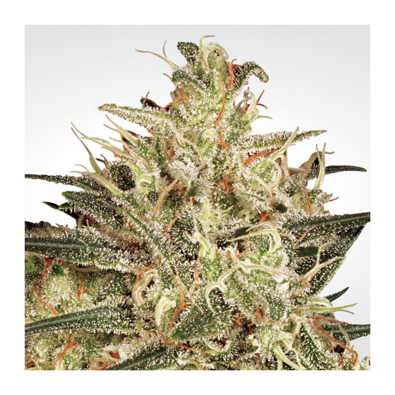 Atomical haze paradise seeds féminisée Atomical haze paradise seeds féminisée