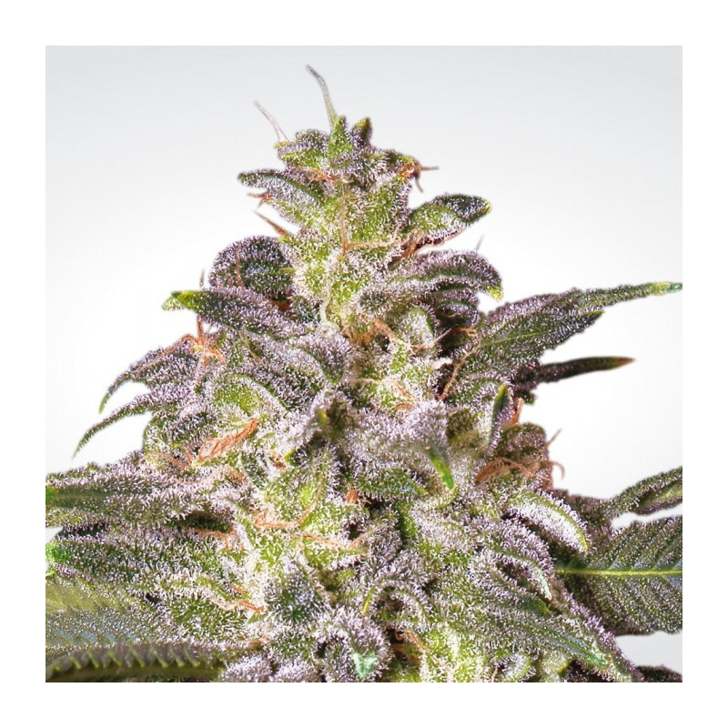 Magic bud paradise seeds féminisée Magic bud paradise seeds féminisée