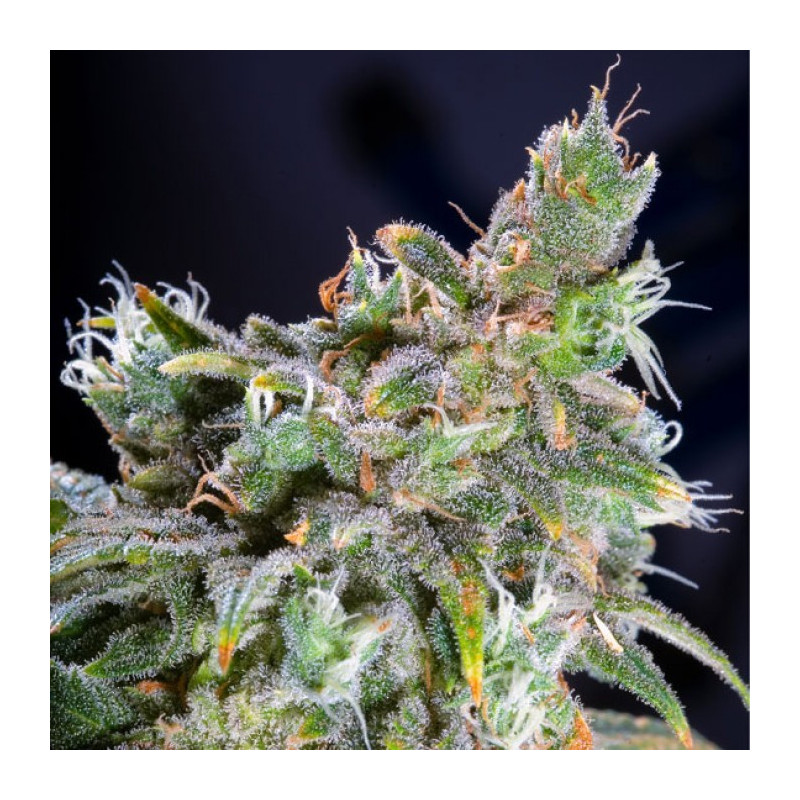 Magic bud paradise seeds féminisée Magic bud paradise seeds féminisée