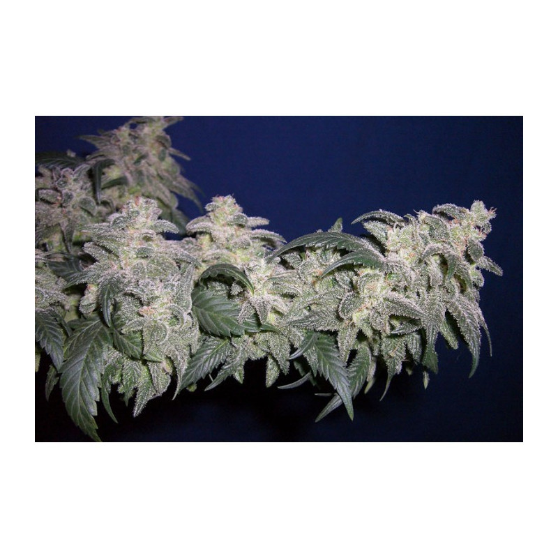 Magic bud paradise seeds féminisée Magic bud paradise seeds féminisée