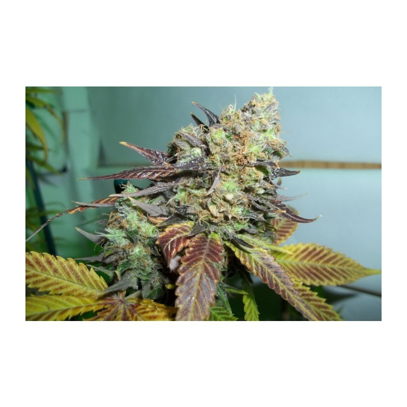 Lucid bolt paradise seeds féminisée Lucid bolt paradise seeds féminisée