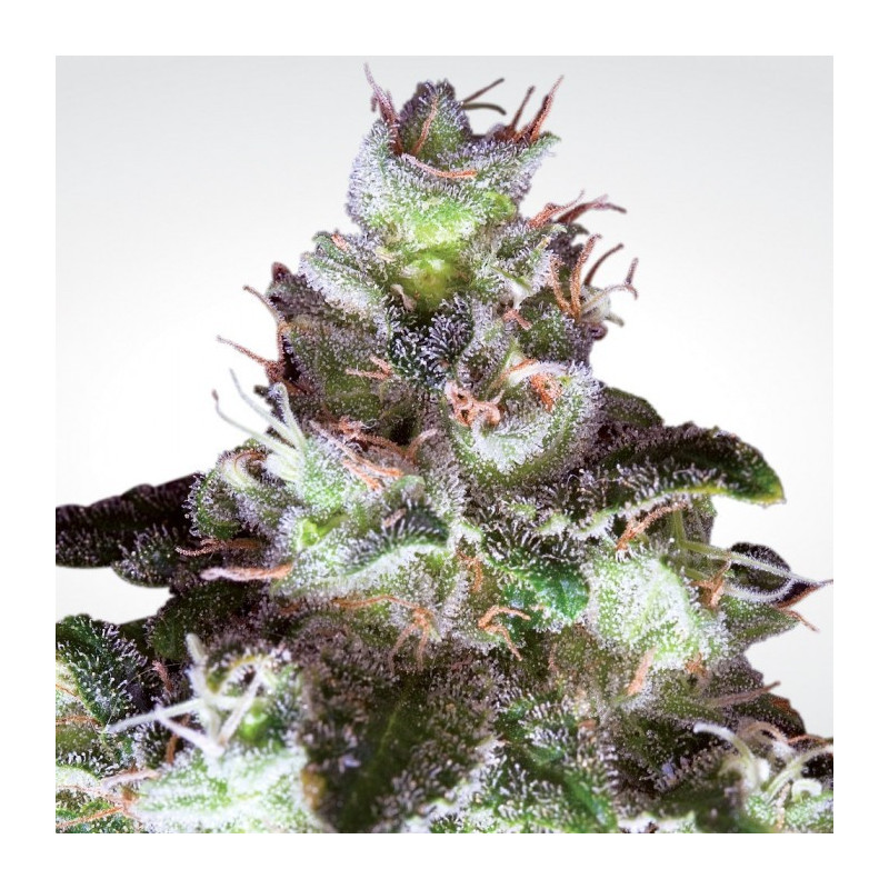 Original white widow paradise seeds Original white widow paradise seeds