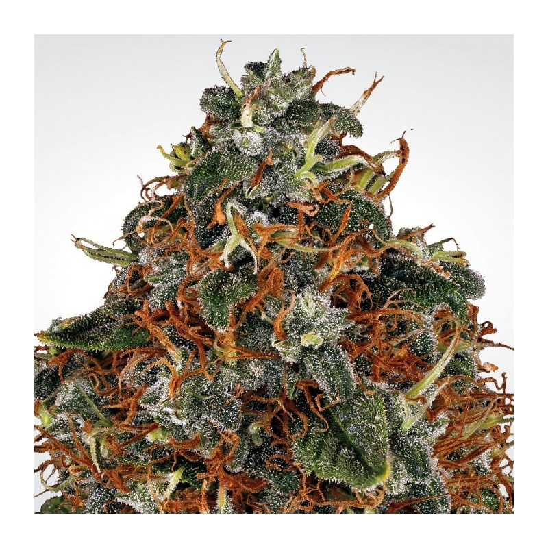 Space cookies paradise seeds féminisée Space cookies paradise seeds féminisée