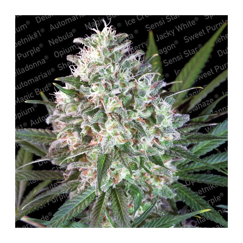 Space cookies paradise seeds féminisée Space cookies paradise seeds féminisée