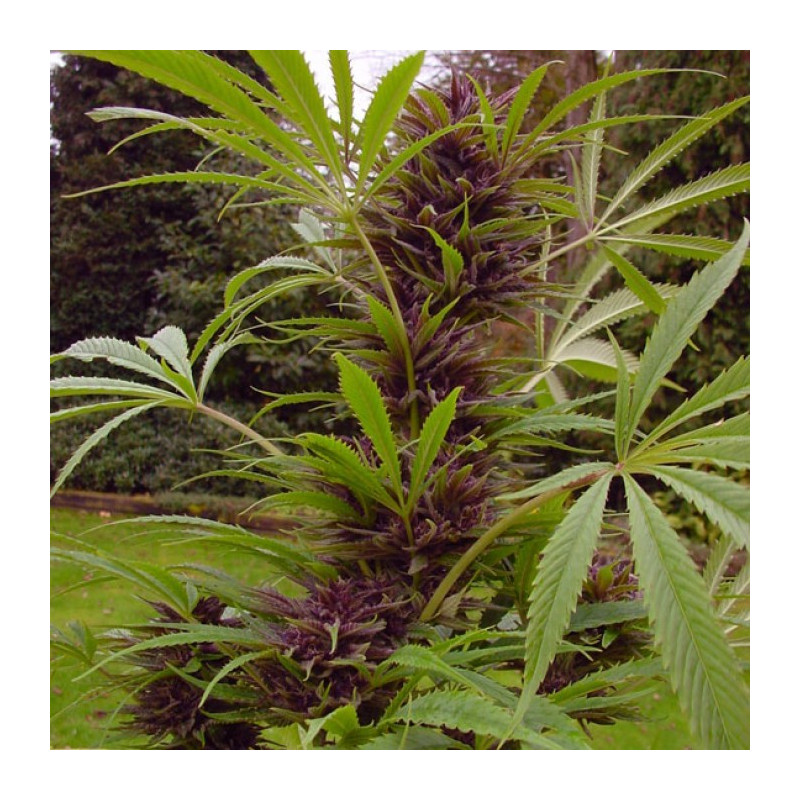 Sweet purple paradise seeds féminisée Sweet purple paradise seeds féminisée