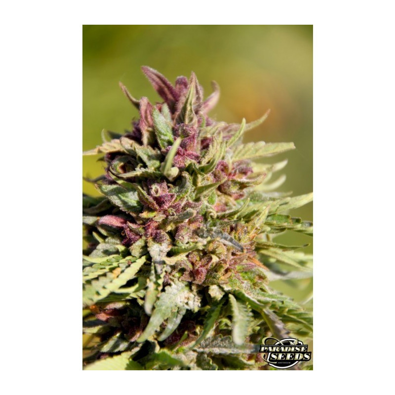 Sweet purple paradise seeds féminisée Sweet purple paradise seeds féminisée