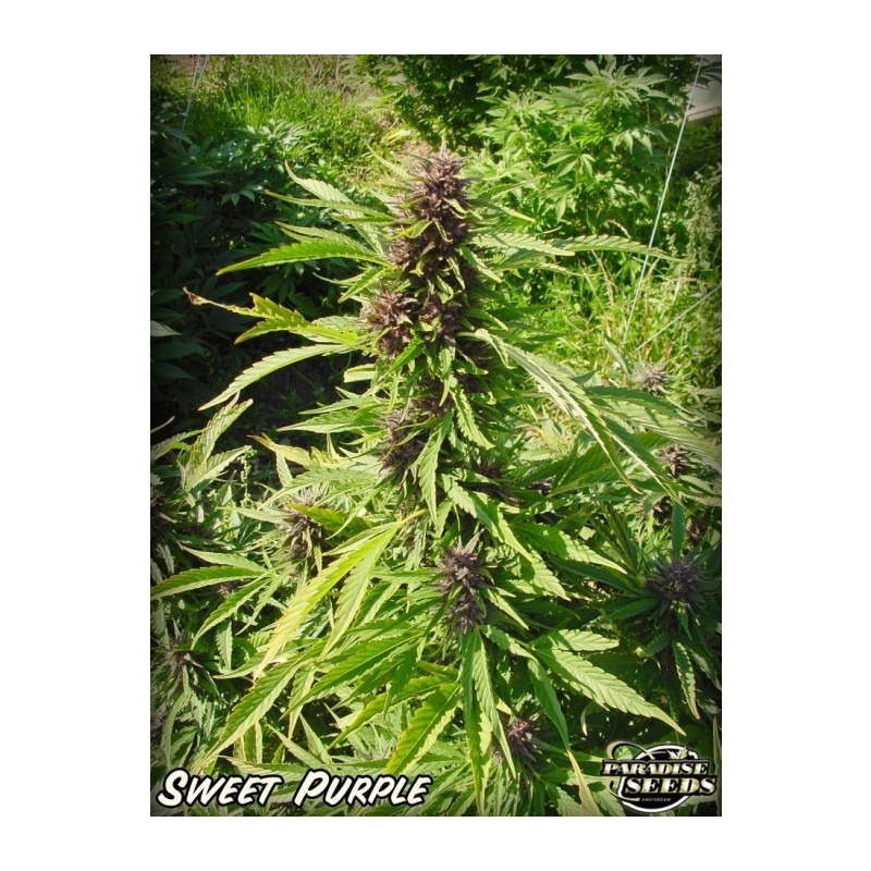 Sweet purple paradise seeds féminisée Sweet purple paradise seeds féminisée