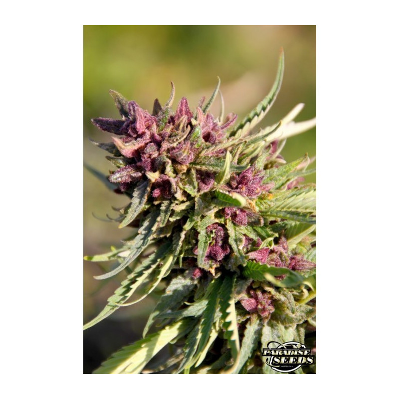 Sweet purple paradise seeds féminisée Sweet purple paradise seeds féminisée