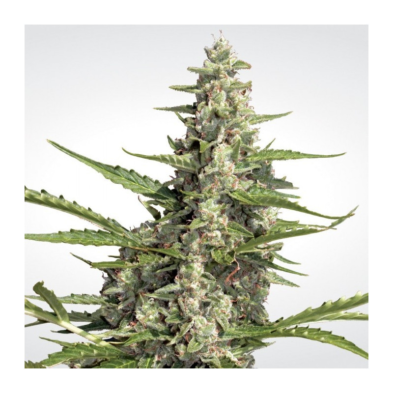 Pandora auto paradise seeds féminisée Pandora auto paradise seeds féminisée