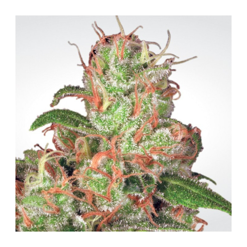 Acid auto paradise seeds féminisée Acid auto paradise seeds féminisée