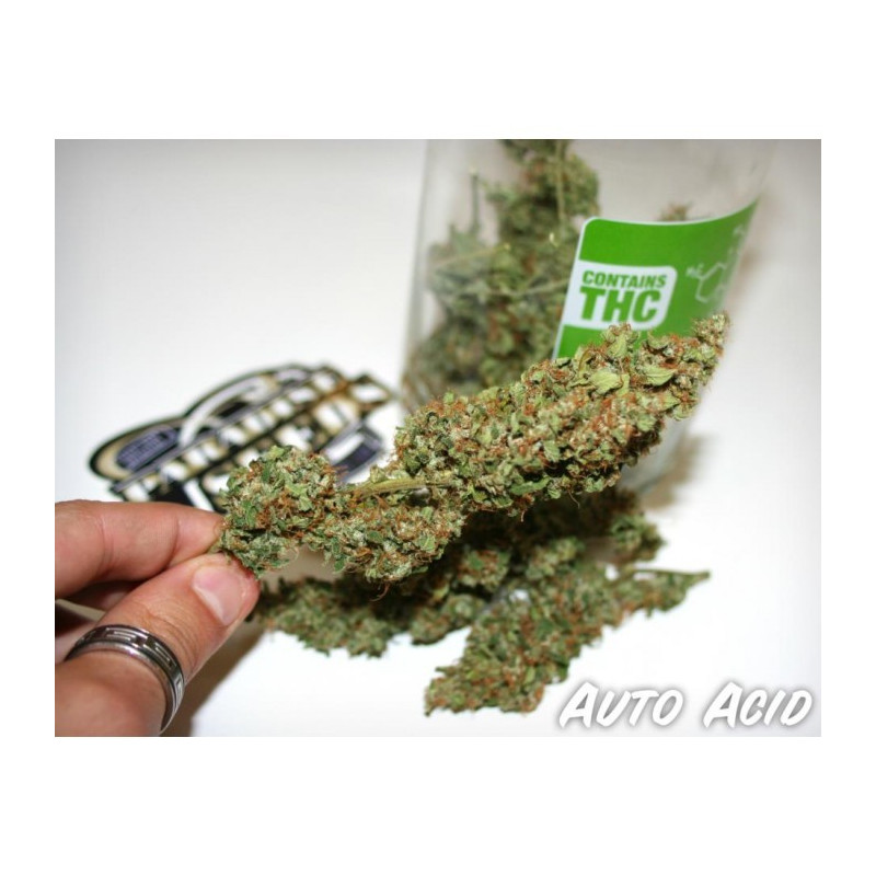 Acid auto paradise seeds féminisée Acid auto paradise seeds féminisée