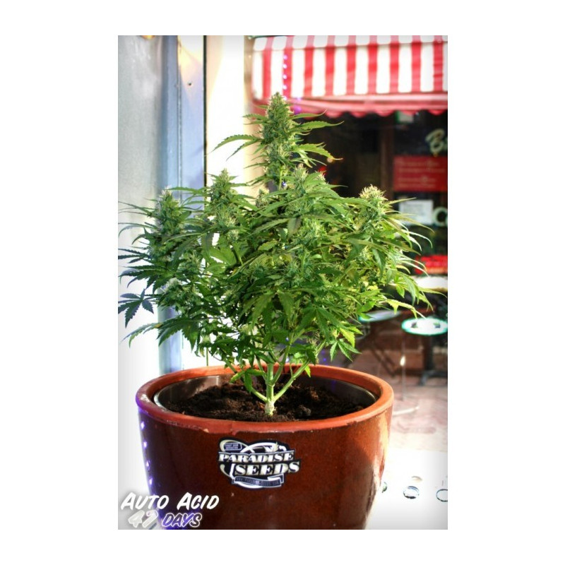 Acid auto paradise seeds féminisée Acid auto paradise seeds féminisée