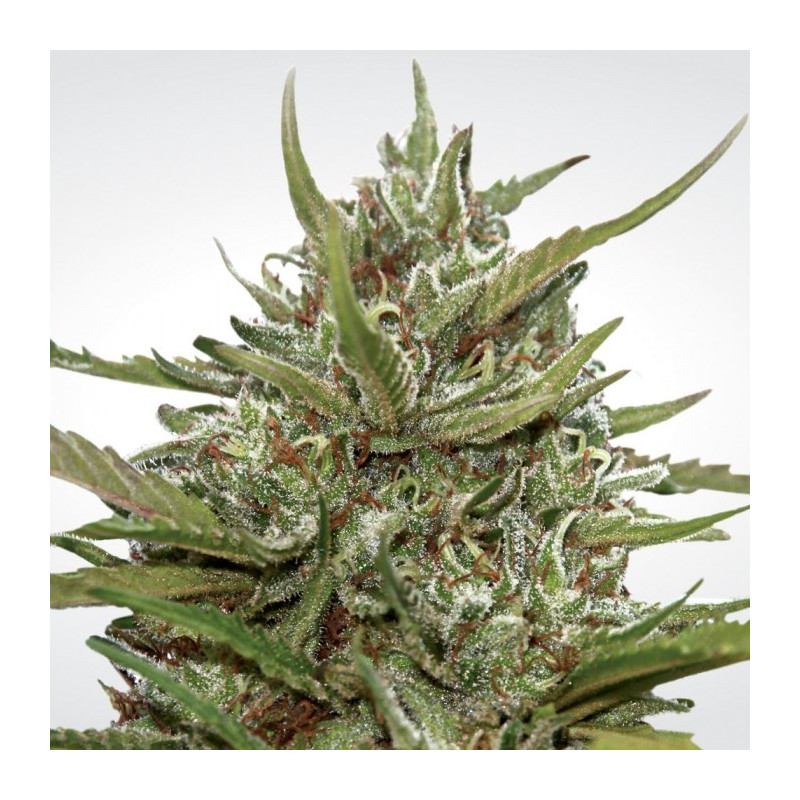 Auto white berry paradise seeds féminisée Auto white berry paradise seeds féminisée