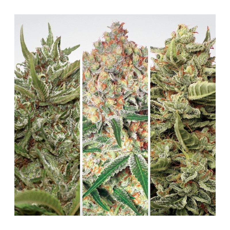 Auto collection pack 1 paradise seeds féminisée