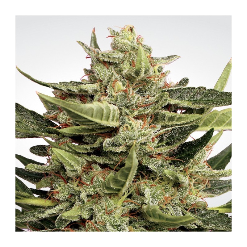 Auto collection pack 1 paradise seeds féminisée Auto collection pack 1 paradise seeds féminisée