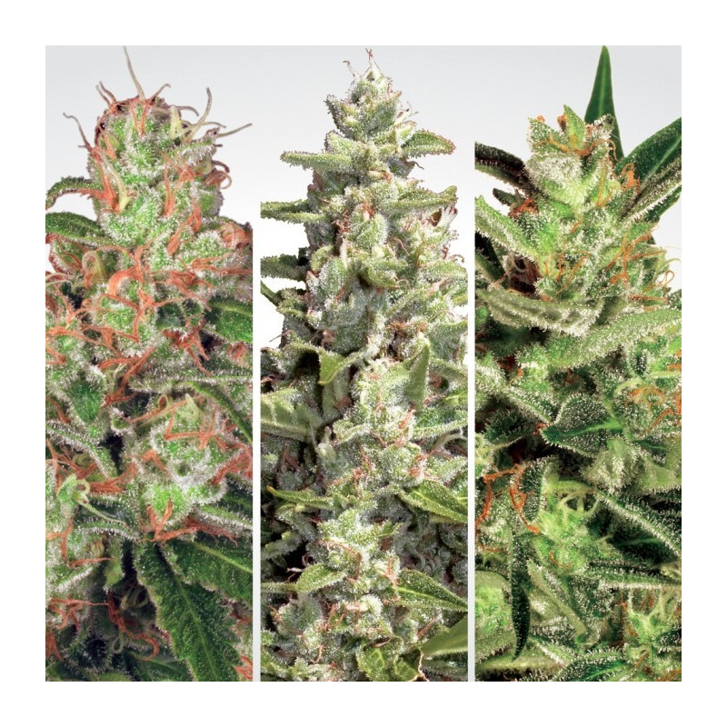 Auto collection pack 2 paradise seeds féminisée Auto collection pack 2 paradise seeds féminisée