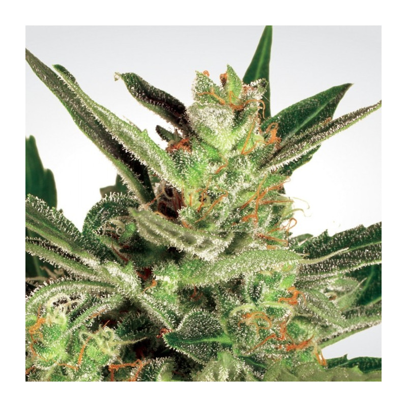 Auto collection pack 2 paradise seeds féminisée Auto collection pack 2 paradise seeds féminisée