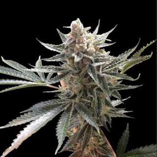 Tangie reserva privada féminisée