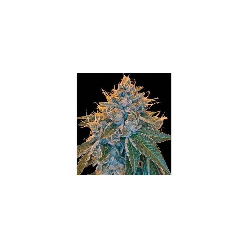 Kosher kush reserva privada féminisée Kosher kush reserva privada féminisée