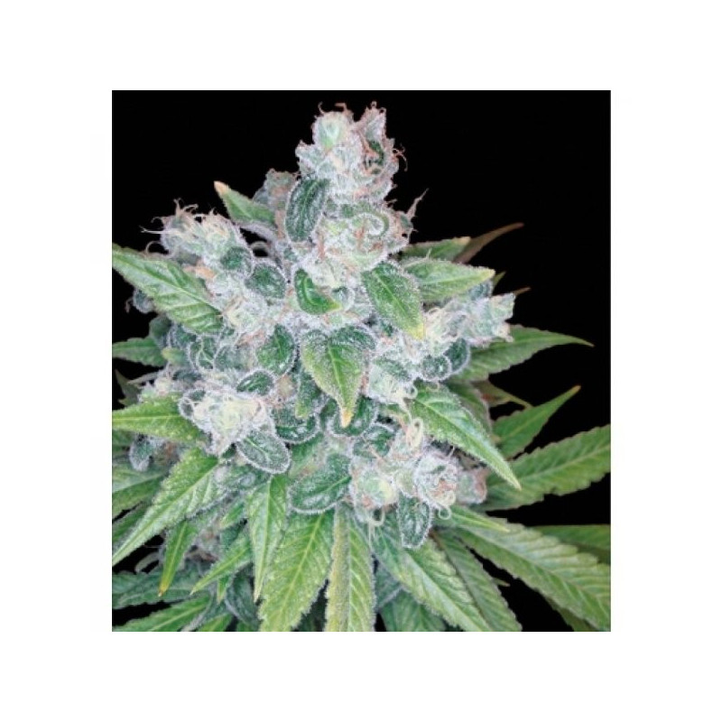 Kandy kush reserva privada féminisée Kandy kush reserva privada féminisée